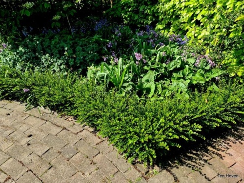 Lonicera nitida maigrun