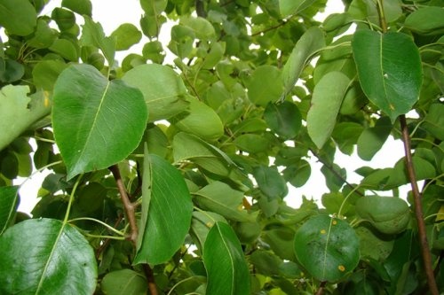 Suikerpeer  - Pyrus communis 'NH suikerpeer'