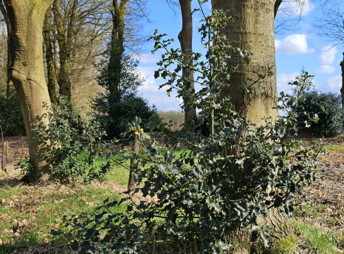 Ilex Aquifolium landschappelijke toepassing