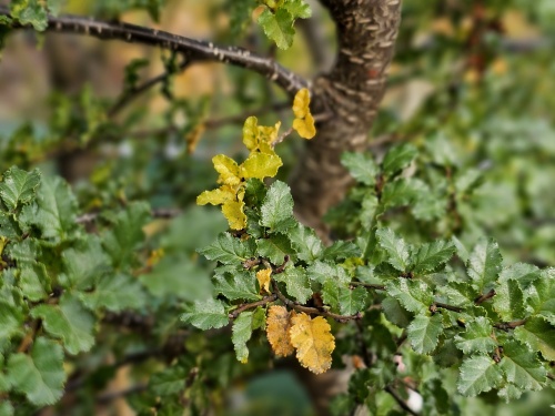 Schijnbeuk is een mooie heester voor de tuin