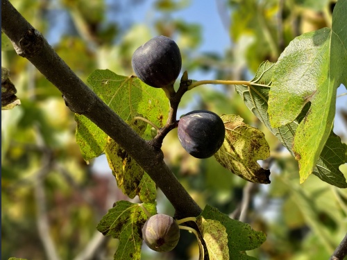 Ficus carica 'Brown Turkey'