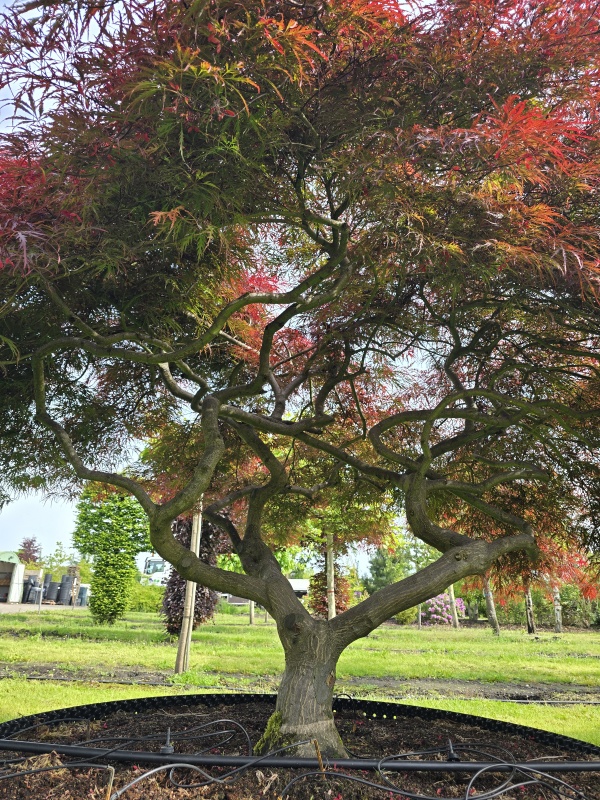 Japanse esdoorn