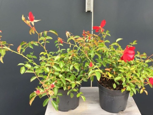 Rosa (H) Mainaufeuer