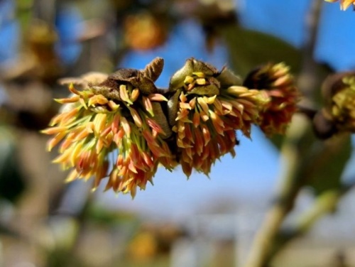 winterbloei sycoparrotia