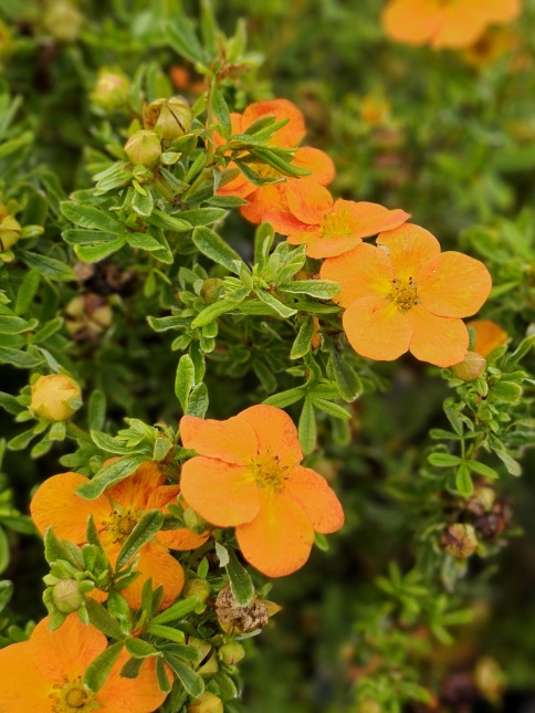 Ganzerik 'Bella Sol' bloem