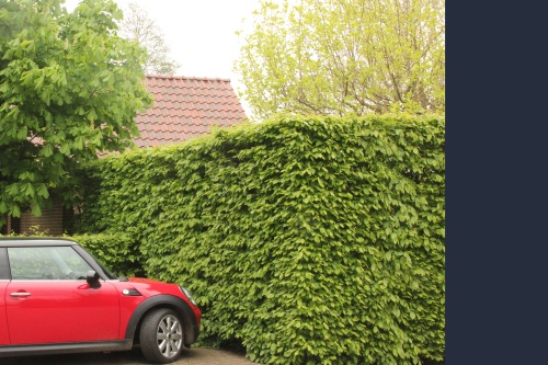 Carpinus betulus kant en klare haag