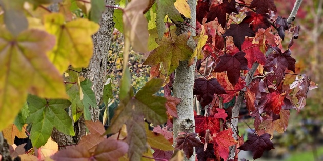 Bomen met prachtige herfstbladeren.