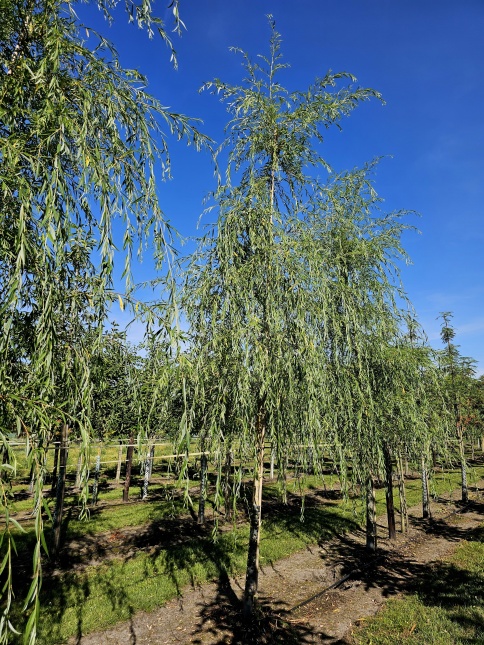 Treurwilg, volwassen boom, treurboom aan het water