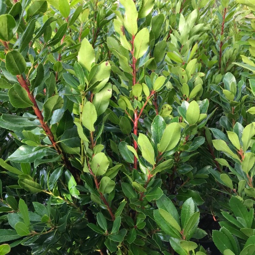wintergroene meerstammige aardbeiboom compacta