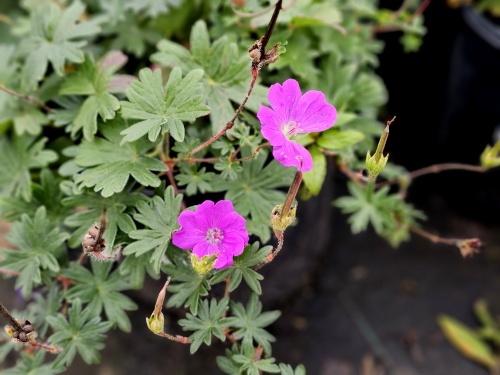 Zonnige bodembedekker in uw tuin; de Ooievaarsbek 'Max Frei'