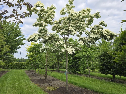 Cornus kousa Venus bloem