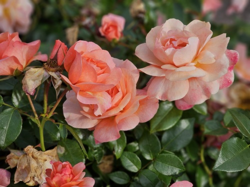 Rosa Aprikola