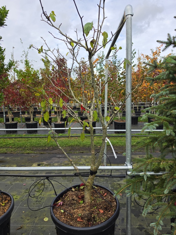 Taschentuchbaum oder Taubenbaum