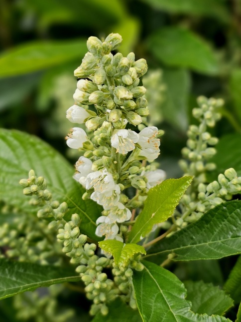 Clethra alnifolia 'Anne Bidwell' bloeit wit in augustus