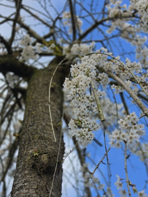 Prunus subhirtella 'Pendula'  bloeit eind maart