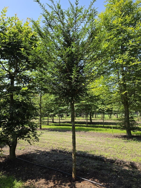 Venijnboom