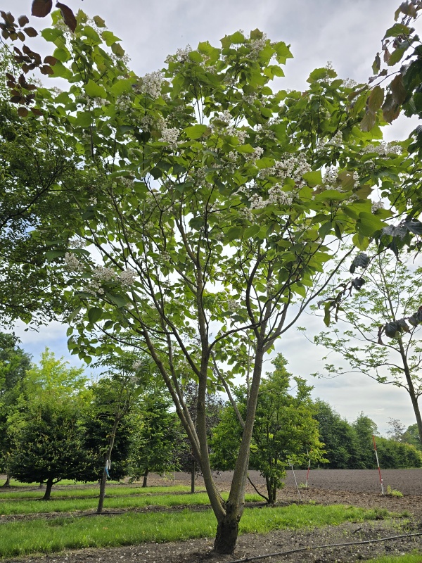 Purperkleurige trompetboom