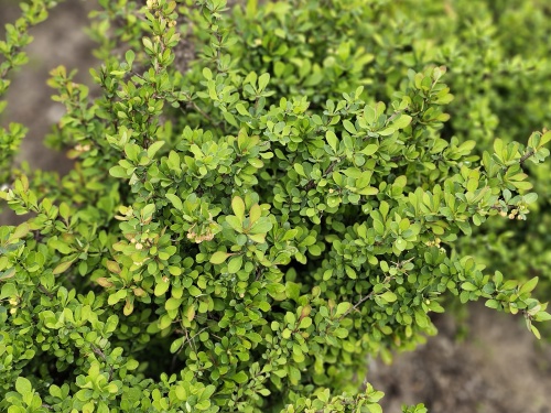 Berberis Thunbergii  april