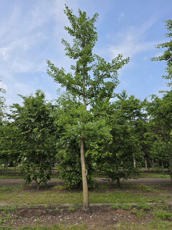 Tempelboom of Eendenpootboom