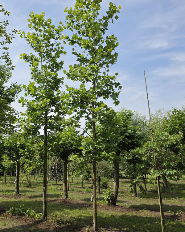 Platane