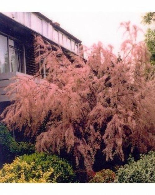 Tamarisk - vakbeplanting - Tamarix tetrandra