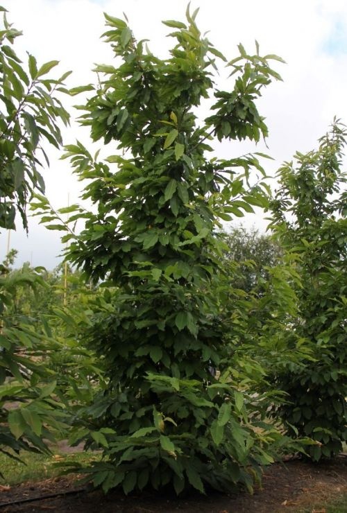 Tamme Kastanje  - Castanea sativa