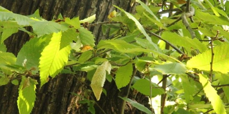 Blad Castanea sativa Bouche de Betizac'