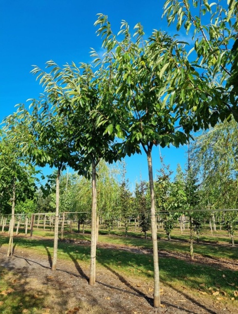 Castanea sativa 'Lyon'