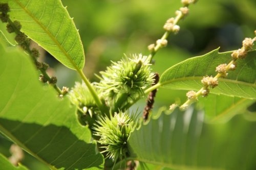 Tamme Kastanje - Castanea sativa