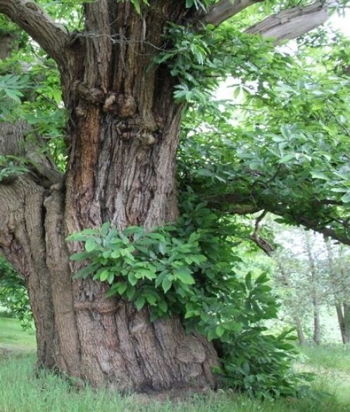 Zeer oude Castanea sativa met machtige stam