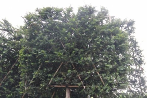Taxus baccata, leivorm met scherm op stam