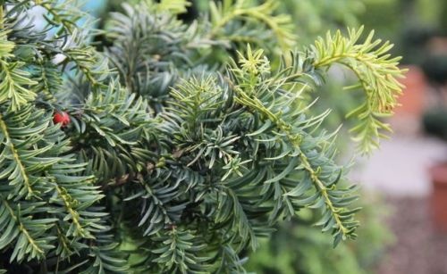 Taxus 'Dovastonii Aurea'
