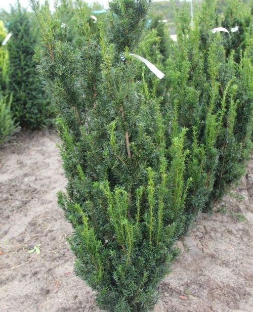 Taxus 'Hillii', Haagplant - Taxus media 'Hillii'