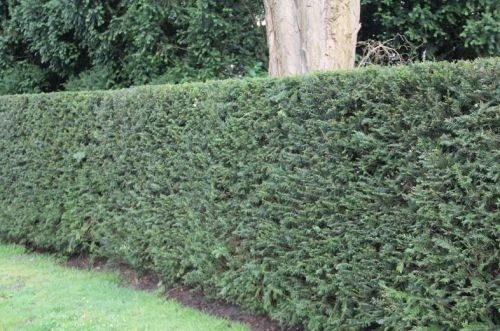 Taxus kant en klaar haag - Taxus baccata