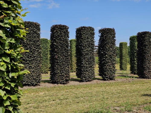 rode beuk als blokvormige pilaren voor een stabiele vorm in de tuin