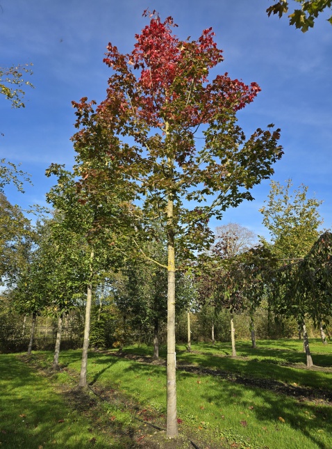Hoogstam Acer 'Pacific Sunset' herfstblad