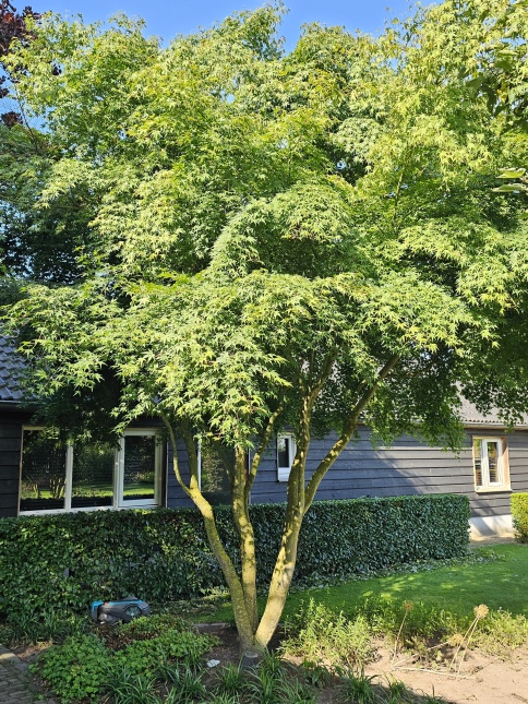De groenbladige Japanse Esdoorn begint al te verkleuren. De herfst is begonnen