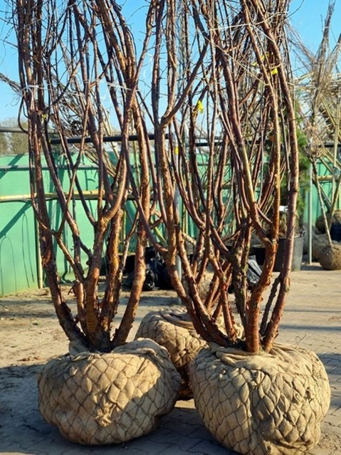 Tibetkers, meerstammige bomen leveren wij in verschillende maten