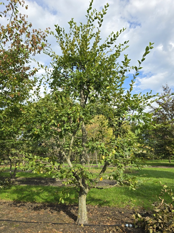 Haagbeuk