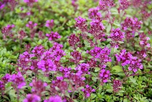 Tijm - Thymus praecox 'Coccineus'