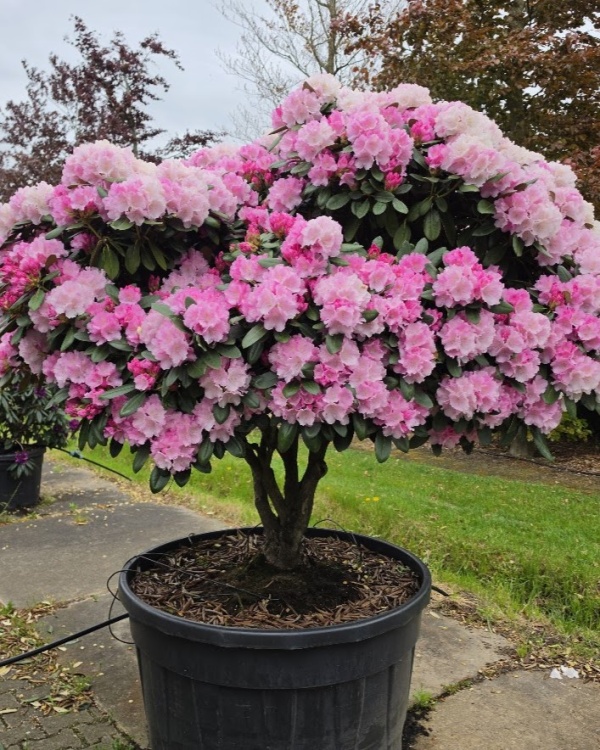 Japanse Rhododendron