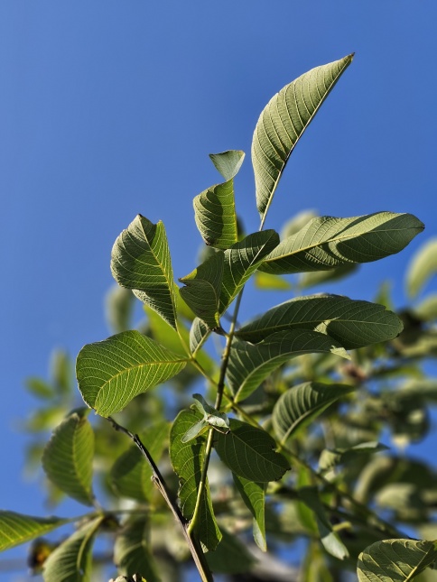 Juglans regia 'Axel'