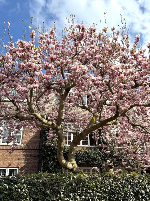 Magnolia soulangeana,