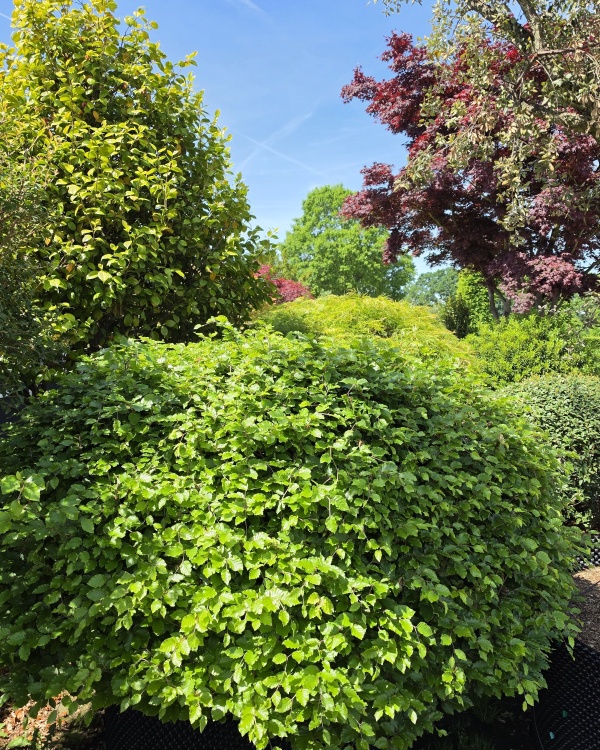 Groene beuk als bolvorm