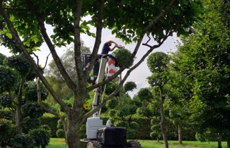 Unterstützendes Bild für Kategorie Formbaum und Gartenbonsai