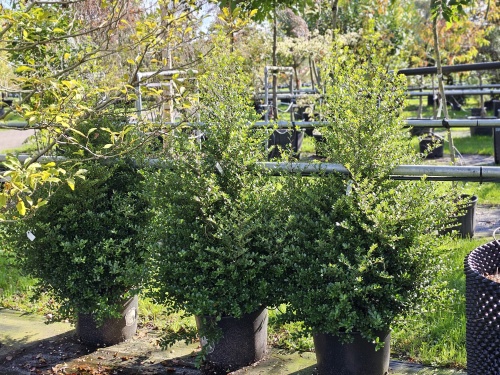 Ilex crenata 'Dark Green'  grote struik maten