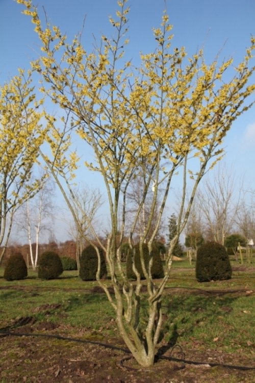 Toverhazelaar 'Arnolds Promise', meerstammige bomen leveren wij in verschillende maten