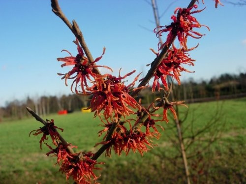 Toverhazelaar 'Ruby Glow', meerstammig, jonge tak