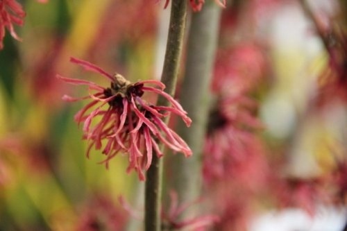 Toverhazelaar 'Ruby Glow' rood bloeiend en prachtige herfstkleuren.