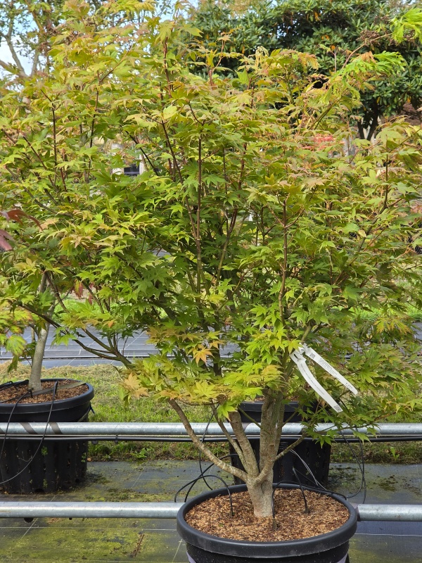 Grünblättriger Japanischer Ahorn